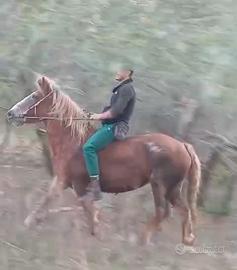 Super Cavalla da sella