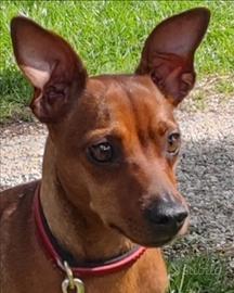 Pinscher nano maschio disponibile accoppiamento