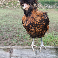 Coppia Padovane