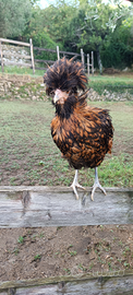 Coppia Padovane