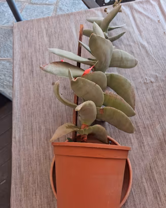 pianta grassa 