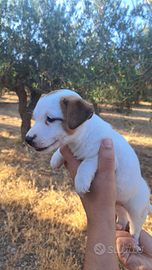 Jack russell