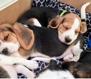 BEAGLE TRICOLORE 