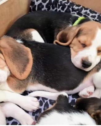 BEAGLE TRICOLORE 