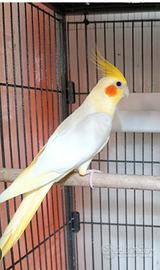 calopsita