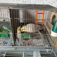 Pappagalli Calopsite