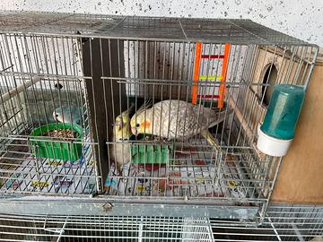 Pappagalli Calopsite