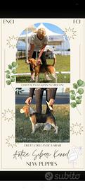 Beagle 