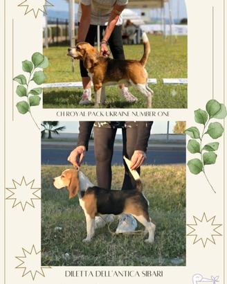 Beagle 