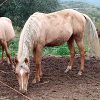 Puledra quarter horse
