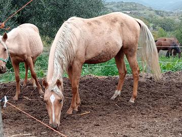 Puledra quarter horse