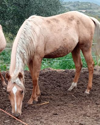 Puledra quarter horse