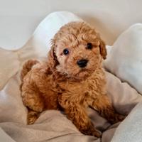 BARBONCINO TOY & BARBONCINI NANI e Toy cuccioli