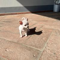 Cucciolo di chihuahua