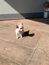 Cucciolo di chihuahua