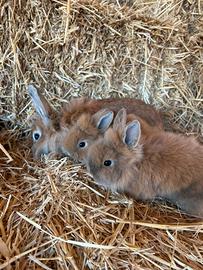 Conigli nani testa di leone