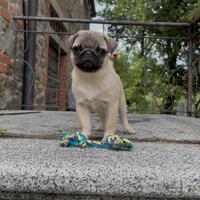 Carlino - Allavemento ENCI-FCI