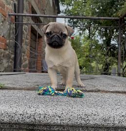 Carlino - Allavemento ENCI-FCI