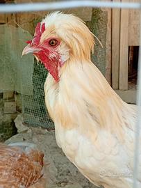 Galline