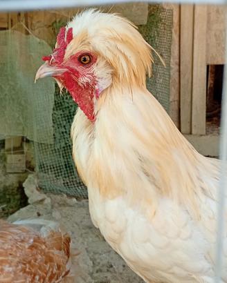 Galline