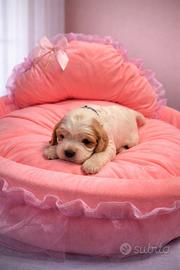 Cuccioli di cocker spaniel