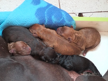 Cuccioli Pitbull