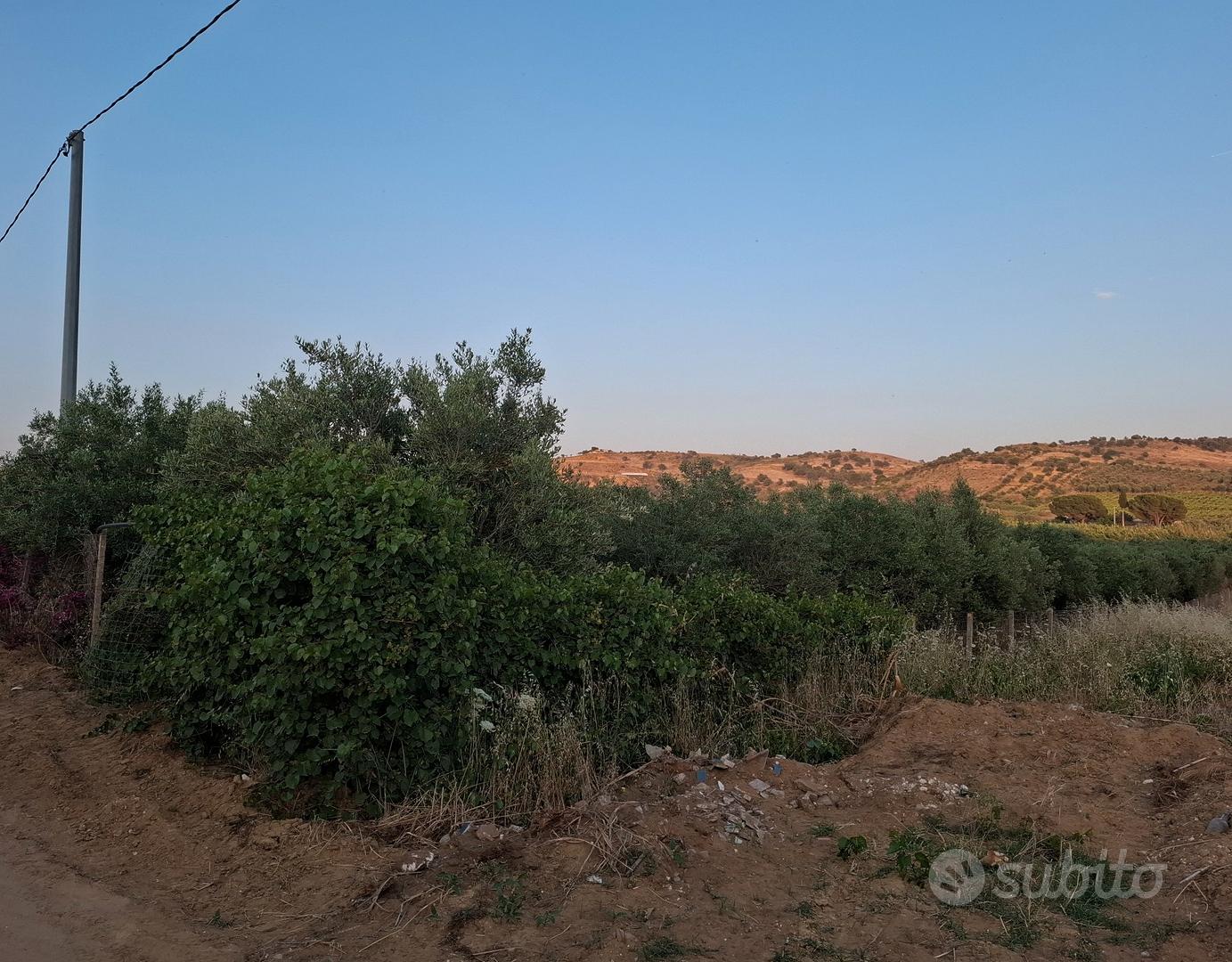 terreno con uliveto di 2 tumoli - Vista 5