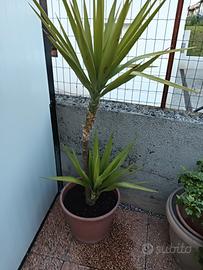pianta di Yucca