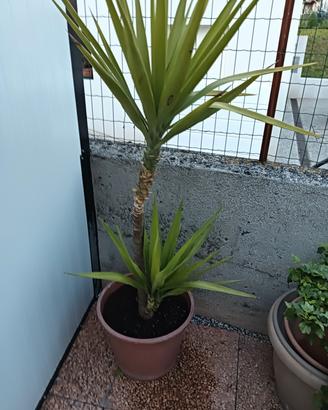 pianta di Yucca