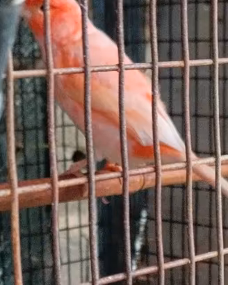 Canarini