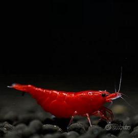 Neocaridine Davidi Bloody Mary rosse