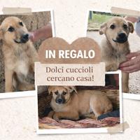 Cagnolini maschi