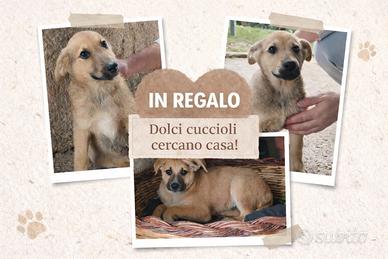 Cagnolini maschi