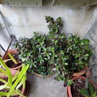 Albero di giada - piante alchechengio