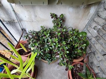 Albero di giada - piante alchechengio