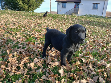 Cuccioli di Labrador