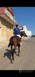 Cavallo