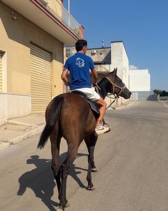 Cavallo