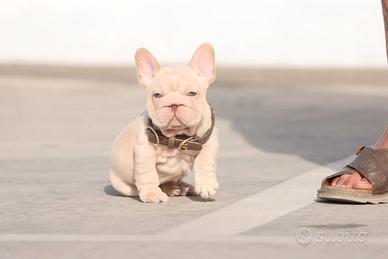 bulldog exotic 