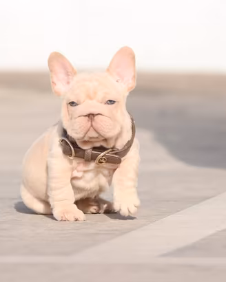 bulldog exotic 