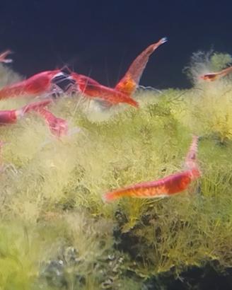 Halocaridina rubra gamberetti salmastri