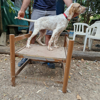 Setter inglese
