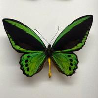 Farfalla ornithoptera Priamus Priamus