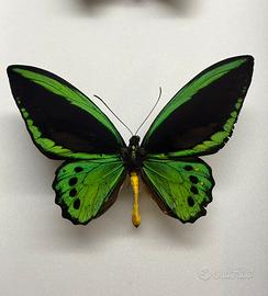 Farfalla ornithoptera Priamus Priamus