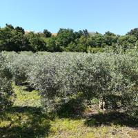 Oliveto Roccazzo