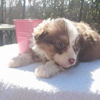 Cuccioli pastori Australiani