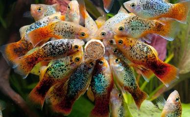 PLATY - MOLLY - PORTASPADA tutte le colorazioni