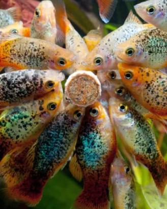 PLATY - MOLLY - PORTASPADA tutte le colorazioni