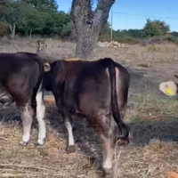 Vitelli bovini ristallo