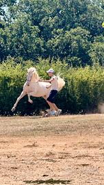 Stallone spagnolo cremello